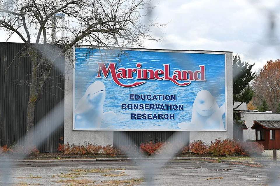 Des bélugas de Marineland sauvés par les États-Unis