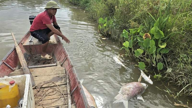 Mortalité massive et suspecte de poissons sur le fleuve Lam